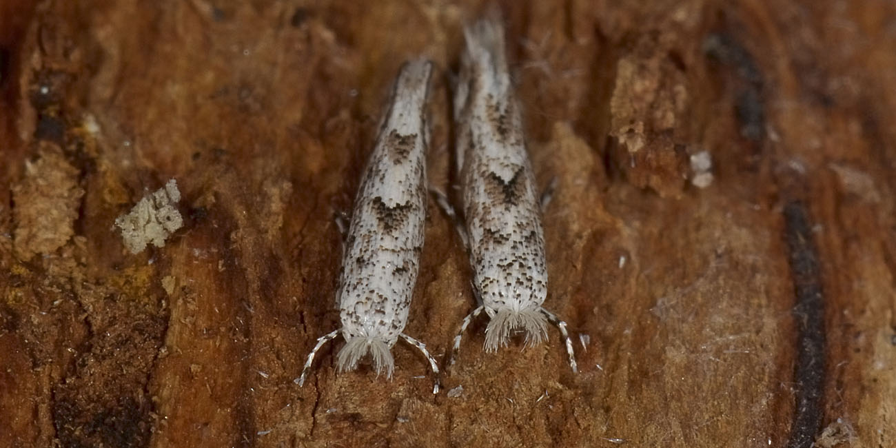 Gracillariidae : Phyllonorycter cfr. comparella